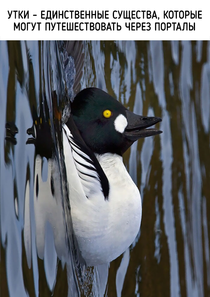 забавные факты о животных