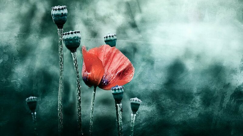 Фотограф Кристин Эллджер (Christine Ellger). Цветы