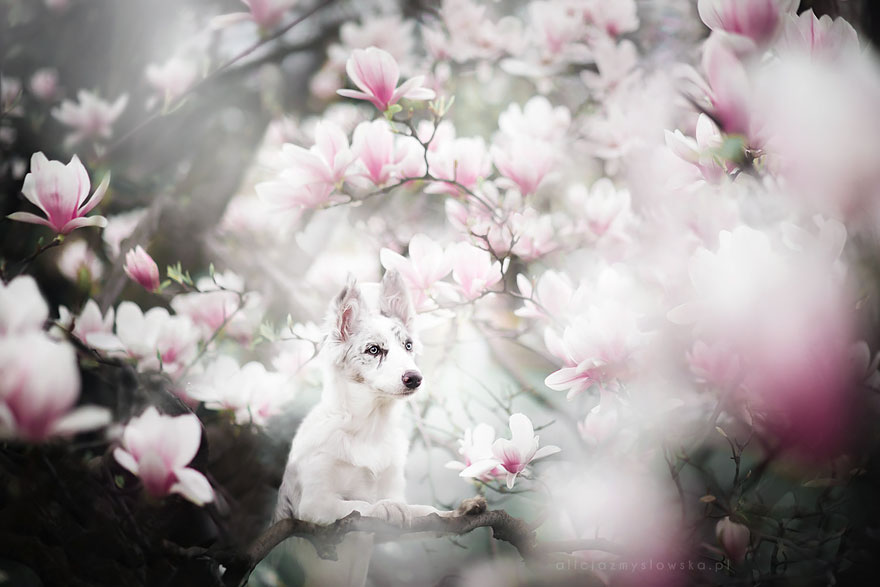 портреты собак польского фотографа
