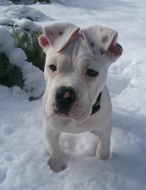 This Sweet Girl Who Might Have The Cutest Ears In The History Of Cute Ears This Sweet Girl Who Might Have The Cutest Ears In The History Of Cute Ears