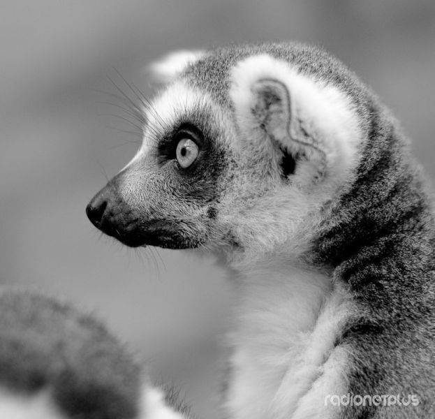 Эти смешные животные Эти смешные животные