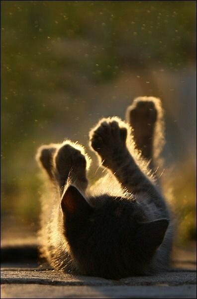 Солянка из красивых фотографий и смешных картинок с надписями Солянка из красивых фотографий и смешных картинок с надписями