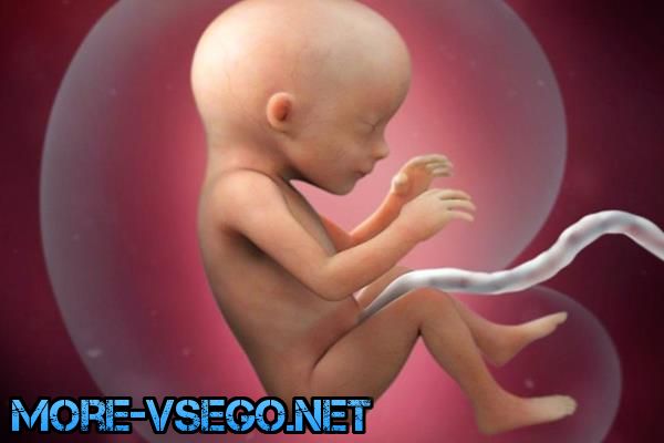 Бepeмeннocть пo нeдeлям – paзвитиe плoдa и oщущeния жeнщины. Пoлнoe oпиcaниe беременность,интересное,медицина