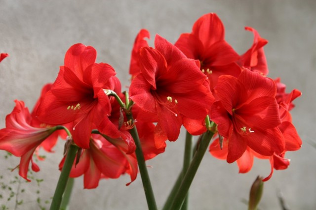Гиппеаструм (Hippeastrum)
