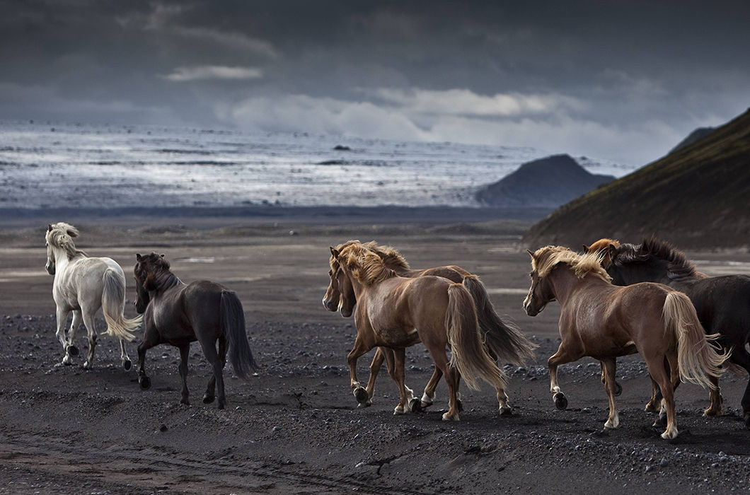 Лошади Исландии в фотографиях животные