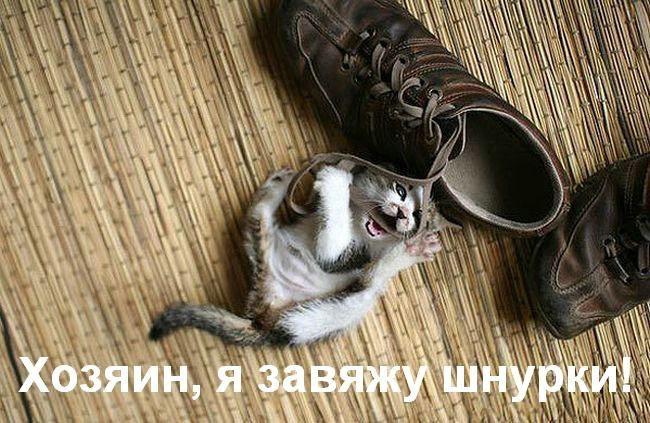 Жизнь кошачья :) (39 фото)