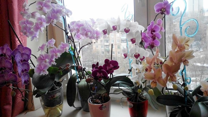 Девушки, никогда не держите орхидею дома! В офисе — можно, дома — нет истории, опасность, орхидея, цветы