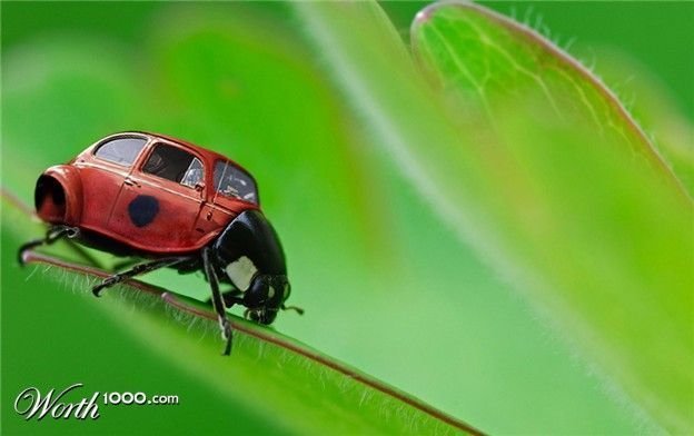 Красивые и веселые Букашки букашки, красивые, насекомые, природа