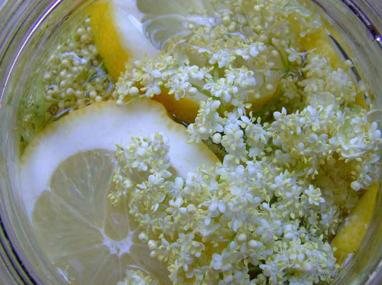 Сироп и лимонад из цвета бузины черной: лечит простуду, кашель, пневмонию, ОРВИ, грипп. Даже от подагры и ревматизма спасает!