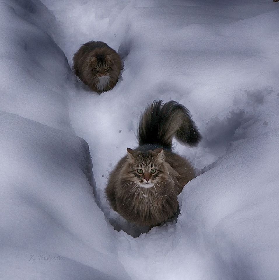 20 фото идеальной снежной жизни северных котов зима,коты,юмор и курьезы