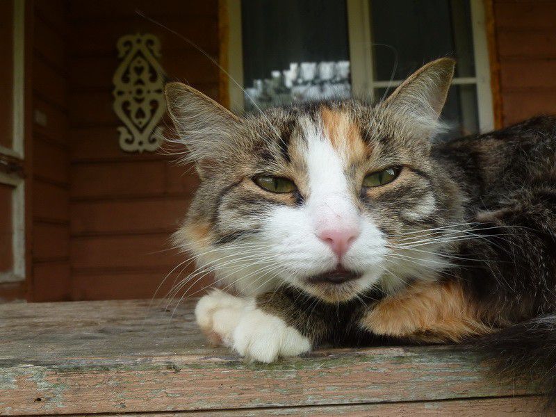 Москва, деревня, фоторепортаж, Россия