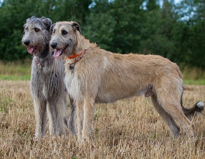 13-е место: Ирландский волкодав - крупная порода охотничьих собак, возникшая в результате скрещивания привезенных кельтами в Ирландию собак с местными травильными псами.  собаки, топ-15