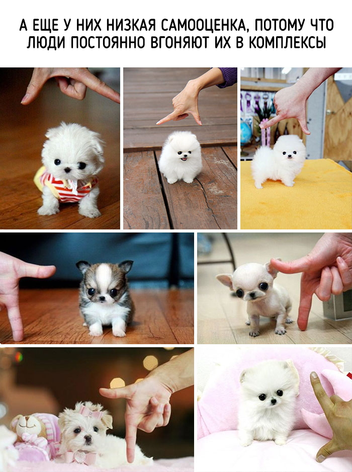 забавные факты о животных