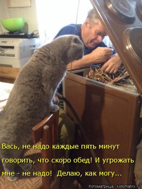Новая котоматрица (36 фото)
