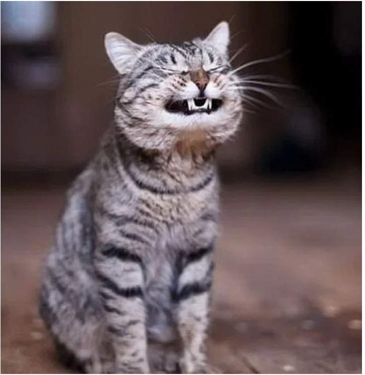 Сводник Васька