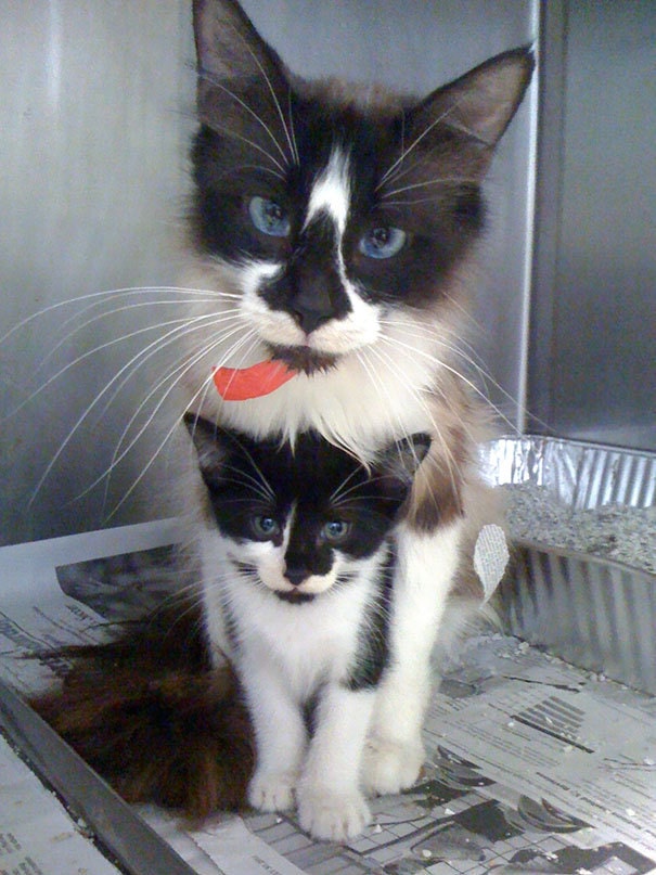 I Work At An Animal Shelter, Today I Turned Around And Caught These Two Staring Me Down