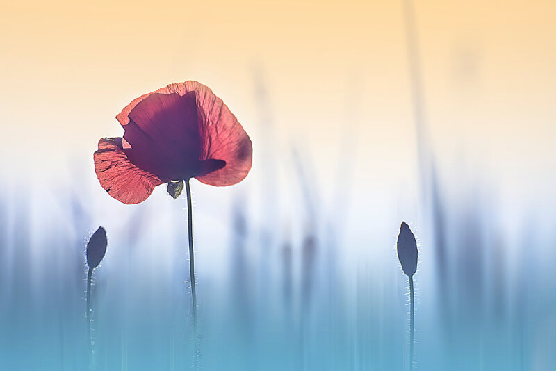 Фотограф Кристин Эллджер (Christine Ellger). Цветы фотографии, Кристин, представление, входит, запечатлевая, вокруг, фотографирует, течение, обработки, художественной, вариантами, всеми, особенно, цифровой, начался, интерес, Эллджер, Дрездене, технологий, информационных