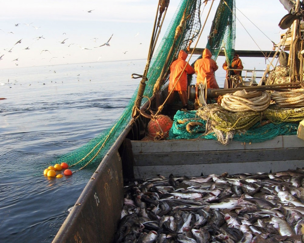 Ударили экспортом по санкциям. Россия рвется в топ поставщиков рыбы
