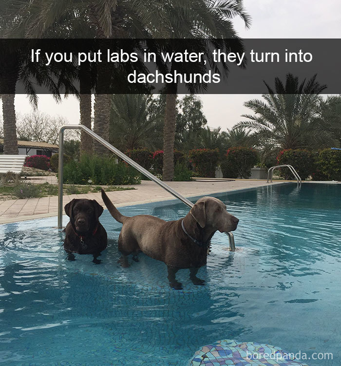 Dog-snapchats