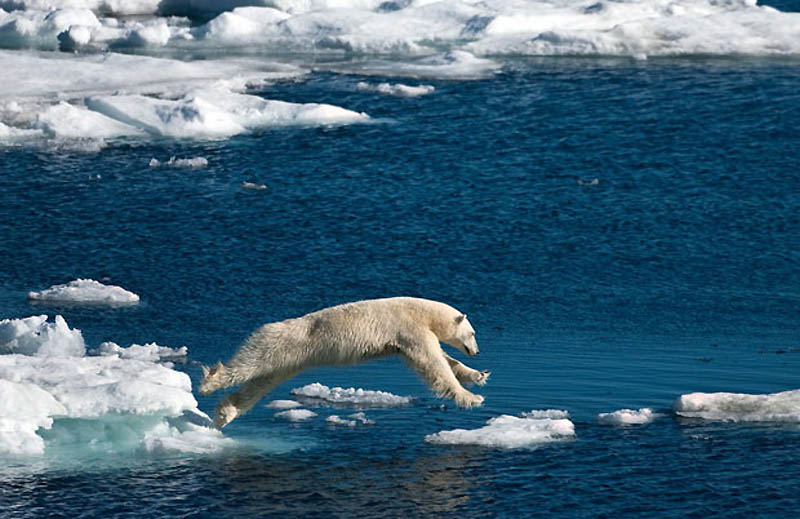 Фотография: Животные в полете №15 - BigPicture.ru