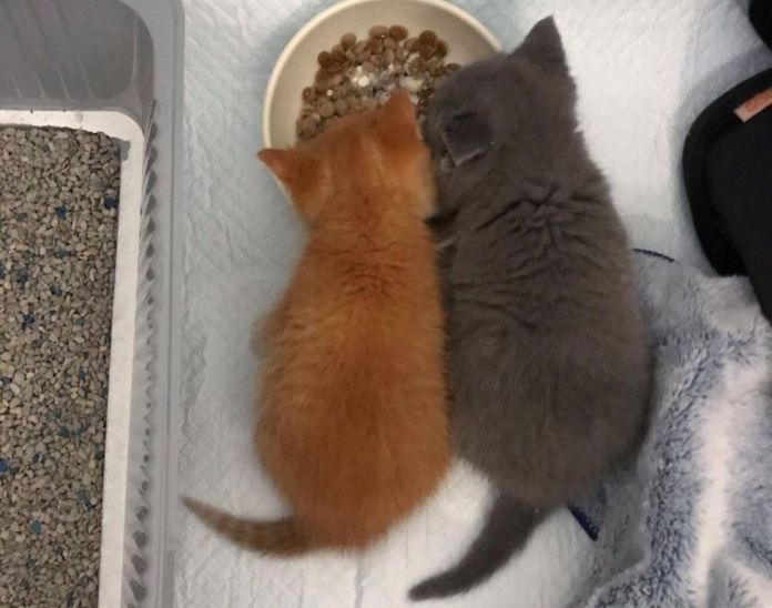 Без кота и жизнь не та