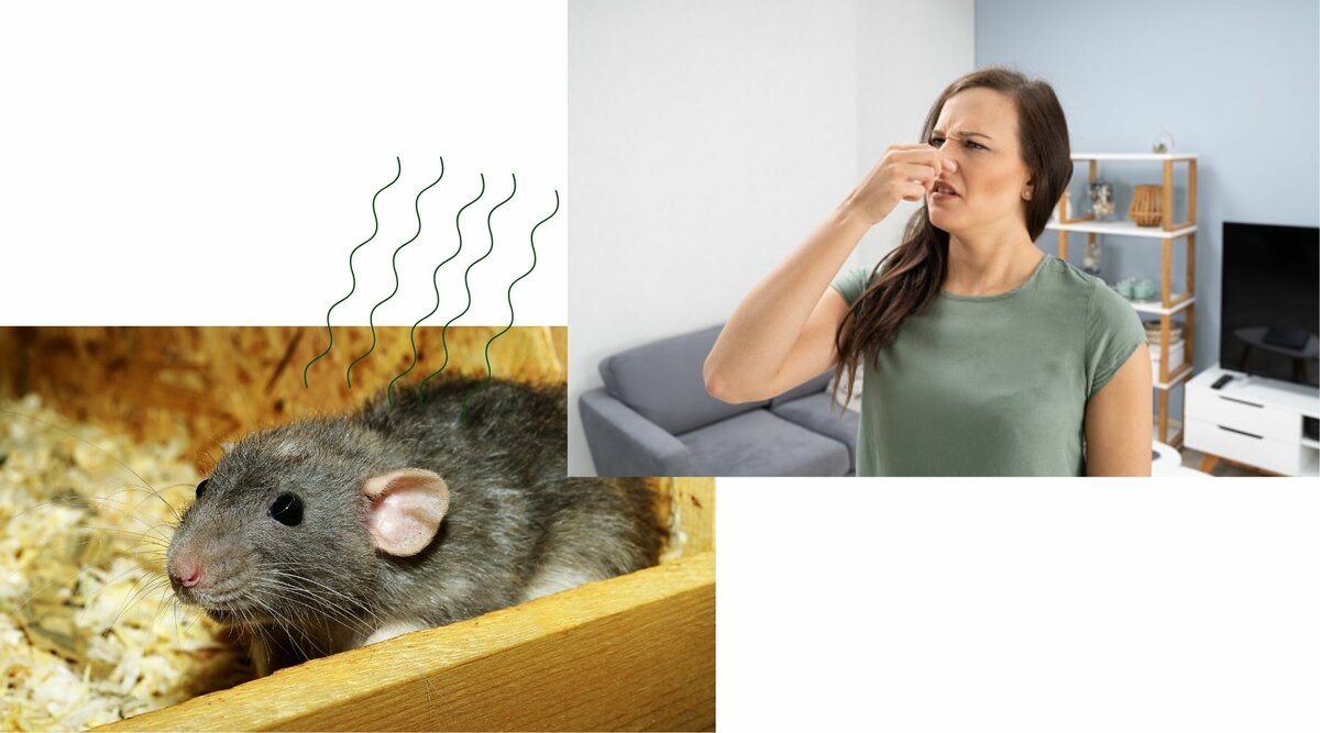 "Учуять крысу" и "быть ушами": 10 популярных английских идиом с русскими аналогами