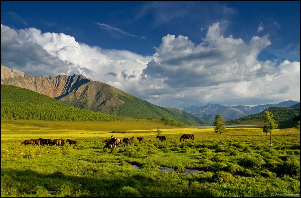 Природная зона равнины алтая. Алтай поля. Алтайские горы степи Плоскогорья. Горный Алтай бескрайние горы. Просторы Алтайского края.
