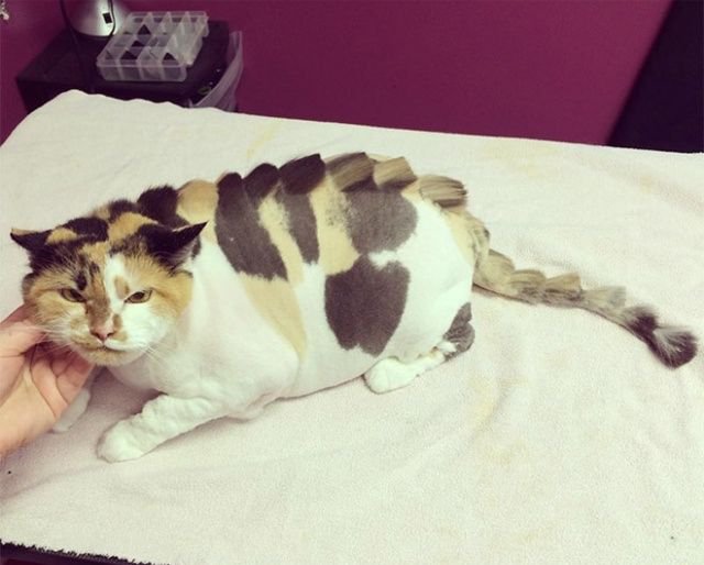 Когда хотел динозавра, но завел кота Когда хотел динозавра, но завел кота