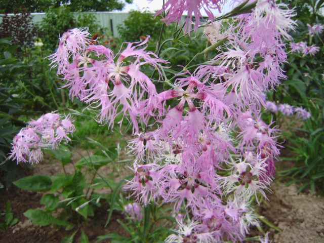 Гвоздика венгерская «Дыхание любви» обладает исключительно ажурными цветками с удивительным ароматом, заметным на расстоянии.