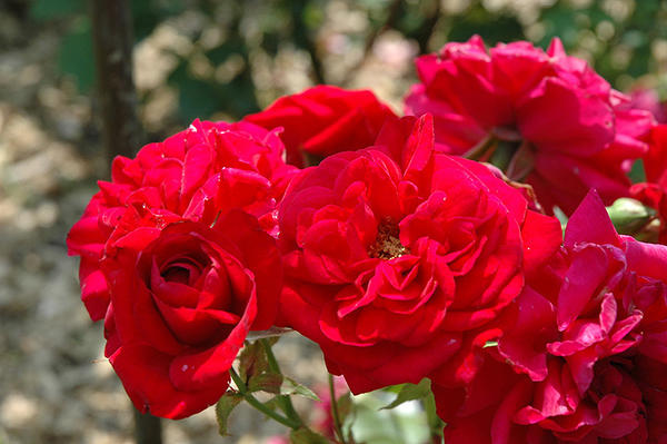 Роза Кордеса сорт Illusion, фото с сайта plants.gardensupplyco.com