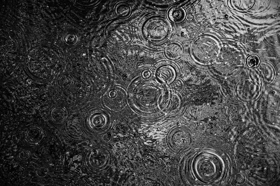 Rain saucers by Paul C. 🇳🇱 on 500px.com