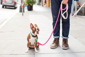 10 самых распространенных ошибок владельцев собак