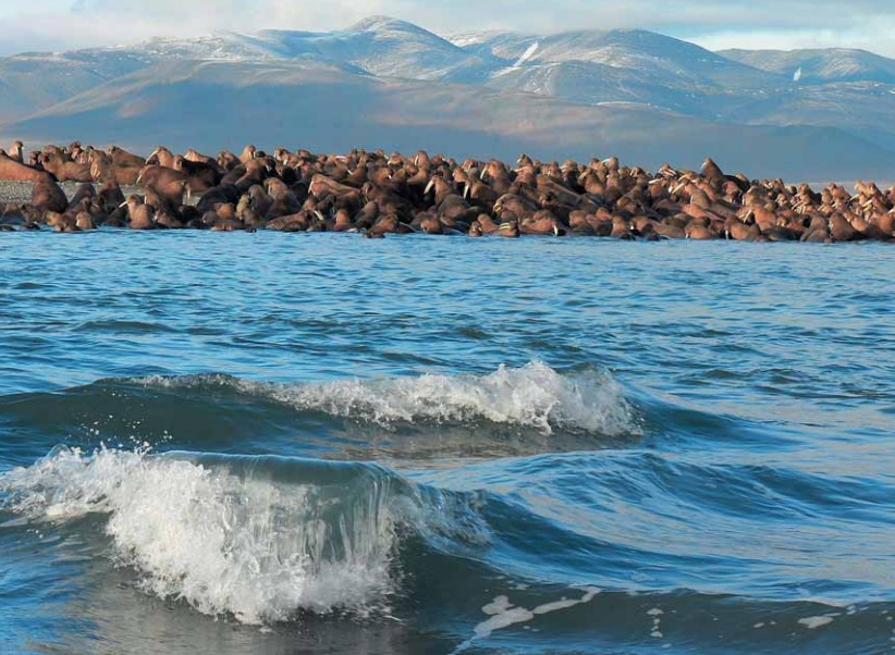 Природный комплекс моря. Остров Врангеля в Чукотском море. Природный комплекс заповедника остров Врангеля. Врангель море. Врангель в океане.