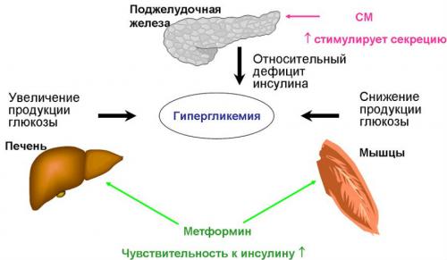 Как принимать сальтос для похудения. Механизм действия метформина