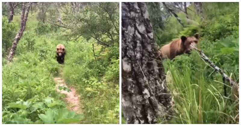 Нападение лесу. Нападение медведя на человека в лесу.