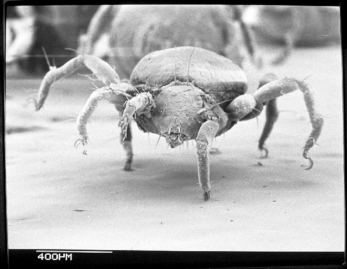 Непаразитные клещи Alaskozetes antarcticus антарктида, животные, фауна, холод, эндемики