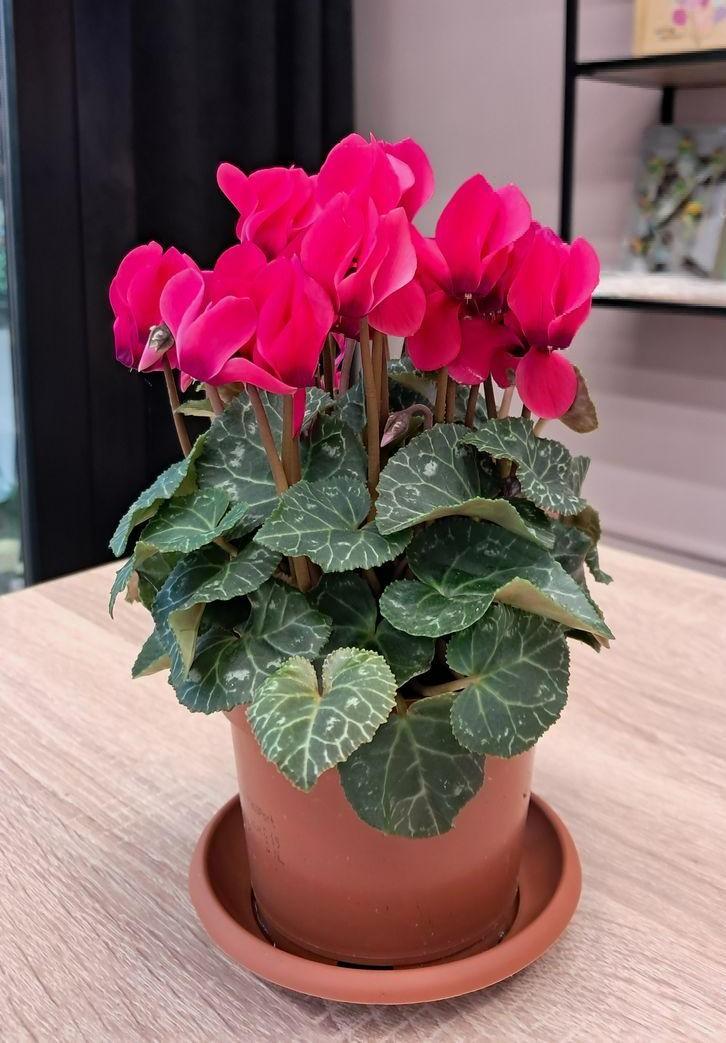 7 комнатных растений, помогающих забеременеть растение, чтобы, цветок, нужно, можно, забеременеть, любит, будет, ребенка, зачатия, лучше, женщины, именно, температуре, считается, говорят, могут, может, точно, предпочитает