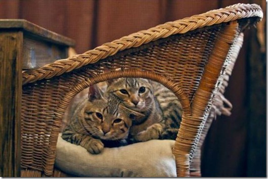 Полная Котовасия! Полная Котовасия! смешные картинки