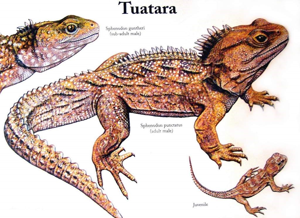 Трехглазая рептилия, пережившая динозавров гаттерии, гаттерия, островах, около, туатара, время, Зеландии, Новой, туатары, туатар, имеют, только, Sphenodon, пресмыкающихся, которых, имеет, вместе, рептилий, может, можно