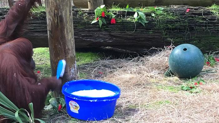 34-летний орангутан Сандра начала мыть руки, наблюдая за тем, как это делают ее смотрители Сандра, решила, видео, снова, секунд, тщательно, интернете, большинство, процесс, вольере, порядок, навести, Затем, менее, сотрудники, говорят, примату, понравился, очень, деревьяЗакончив