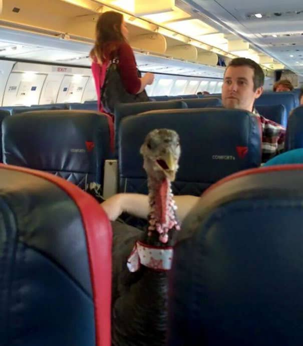 My Neighbor Is A Flight Attendant. He Just Posted This Photo Of Someone