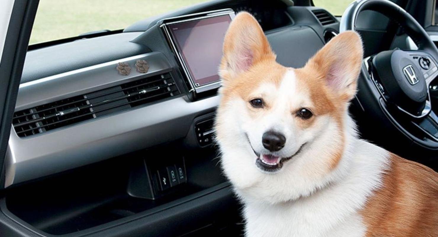 Honda приготовила линейку аксессуаров для клиентов с собаками