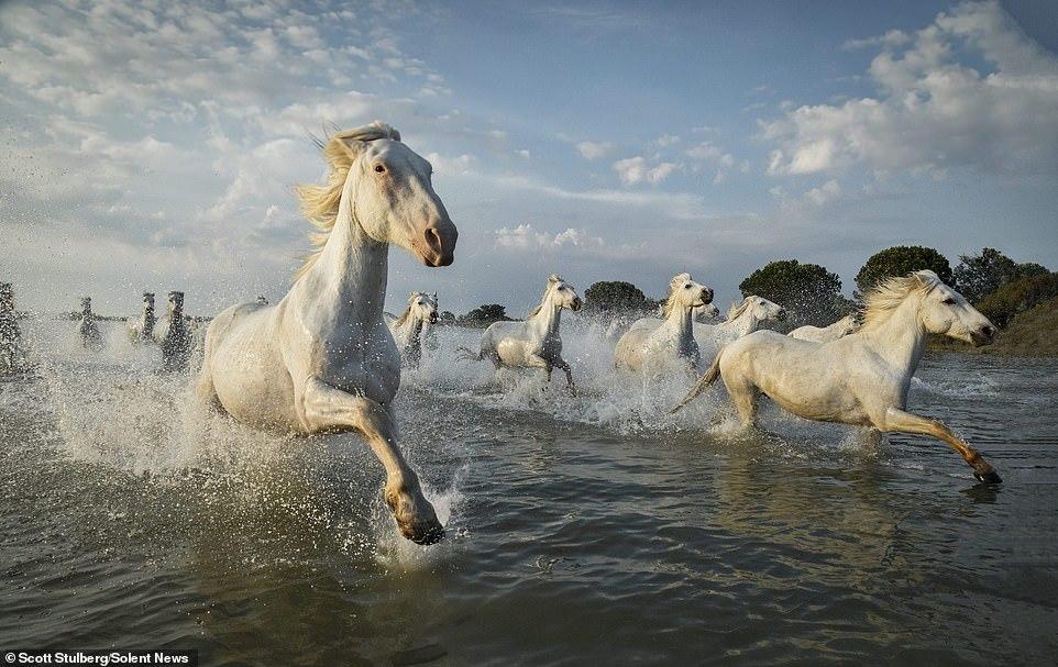 Дикие лошади, скачущие по озеру на юге Франции, попали на фото животные,природа