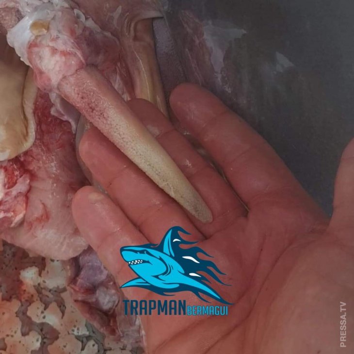 Рыбак в Австралии поймал гигантскую акулу, у которой голову откусило еще более крупное существо Рыбак в Австралии поймал гигантскую акулу, у которой голову откусило еще более крупное существо