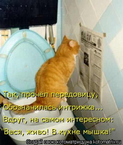 Свежая котоматрица для всех (40 фото)