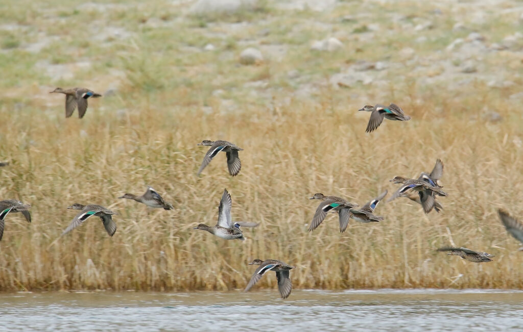 На Тоболе. Часть первая