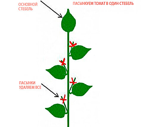 схема пасынкования томата в один стебель