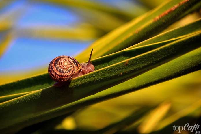 Медленные и слепые
