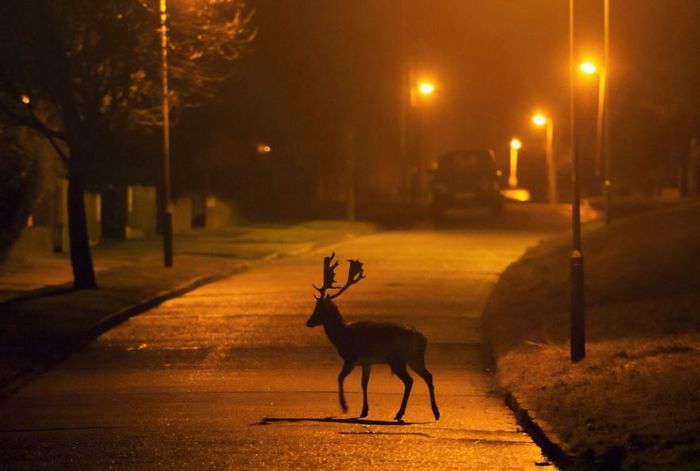 Deer, London, Uk