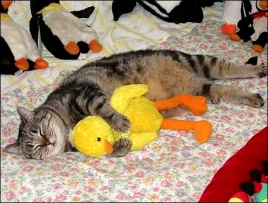 Полная Котовасия!